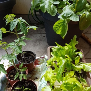 5 von 12 / Grünpflanzen auf dem Balkon